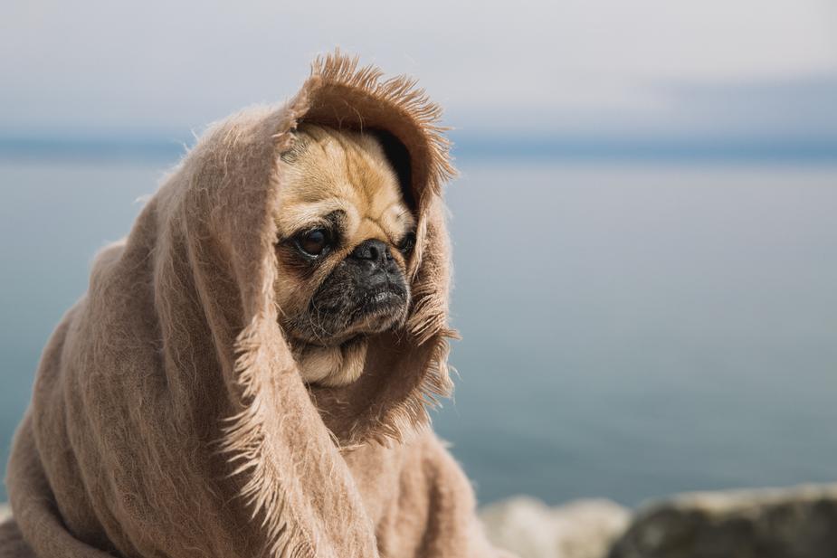 Chien sous couverture