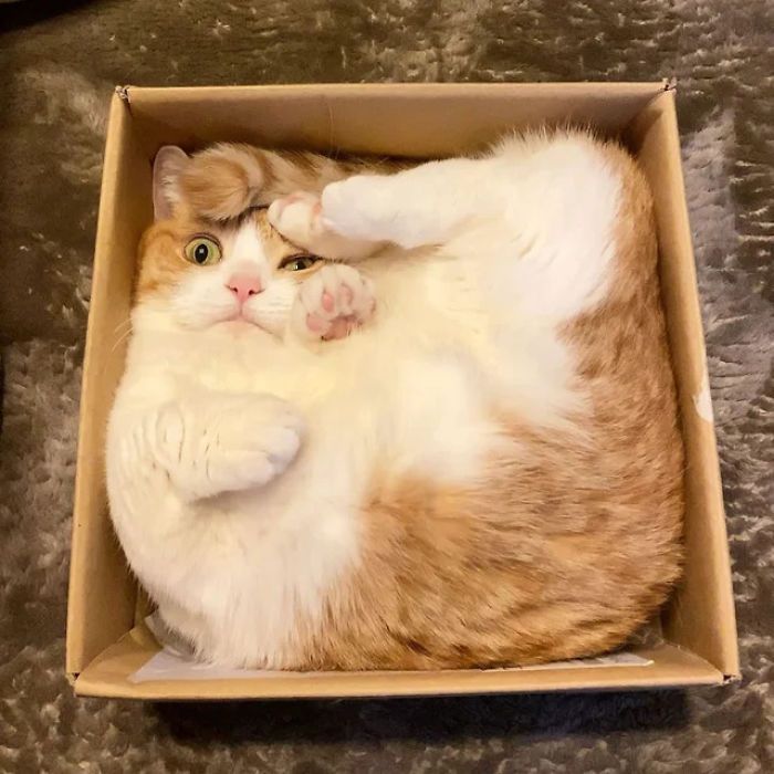 Jolie image d'un chou