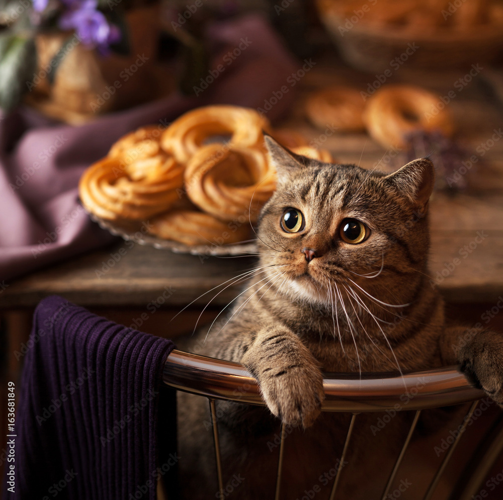 Jolie image d'un chou