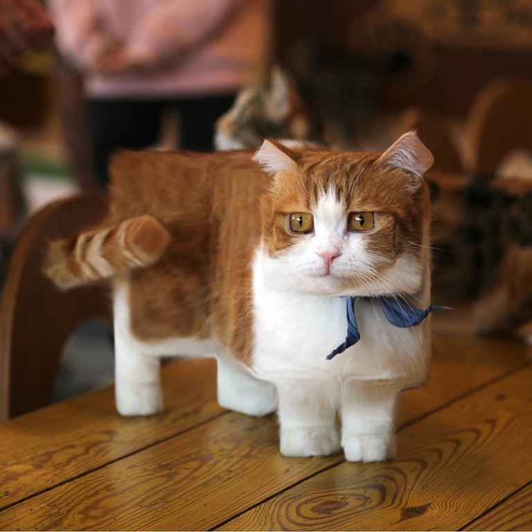 Jolie image d'un chou